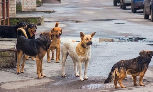 Գյումրվա թափառող շները՝ նորից օրակարգում․ ներկայացվել են ինչպես հուզական, այնպես էլ իրատեսական առաջարկներ